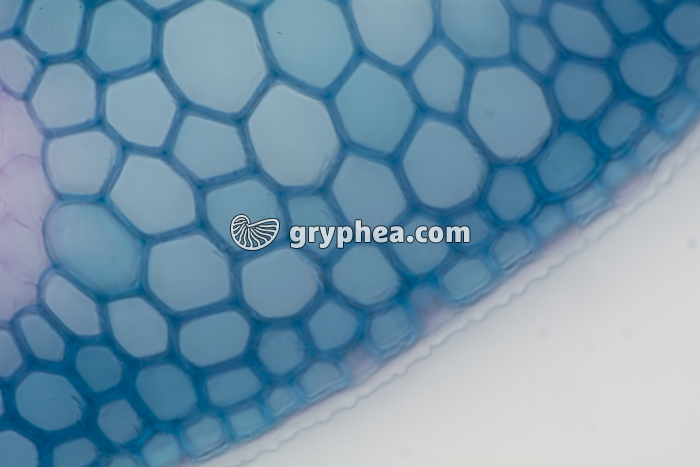 Feuille d'Oyat - détail de l'épiderme externe CT x100 - gryphea.com